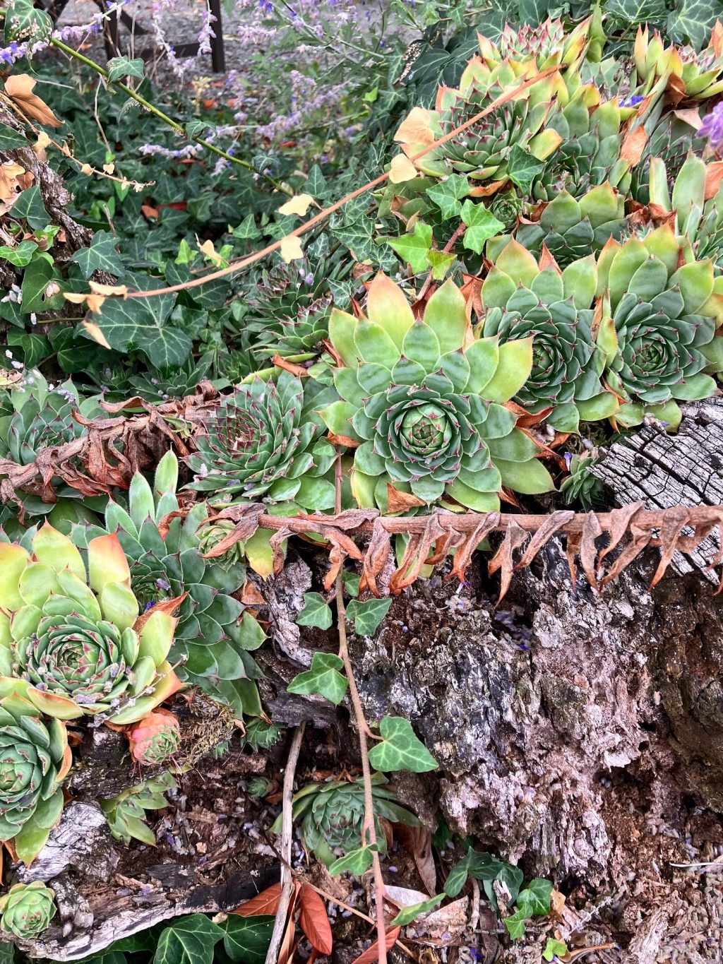 Joubarbe dans le jardin à La Croix Liaud