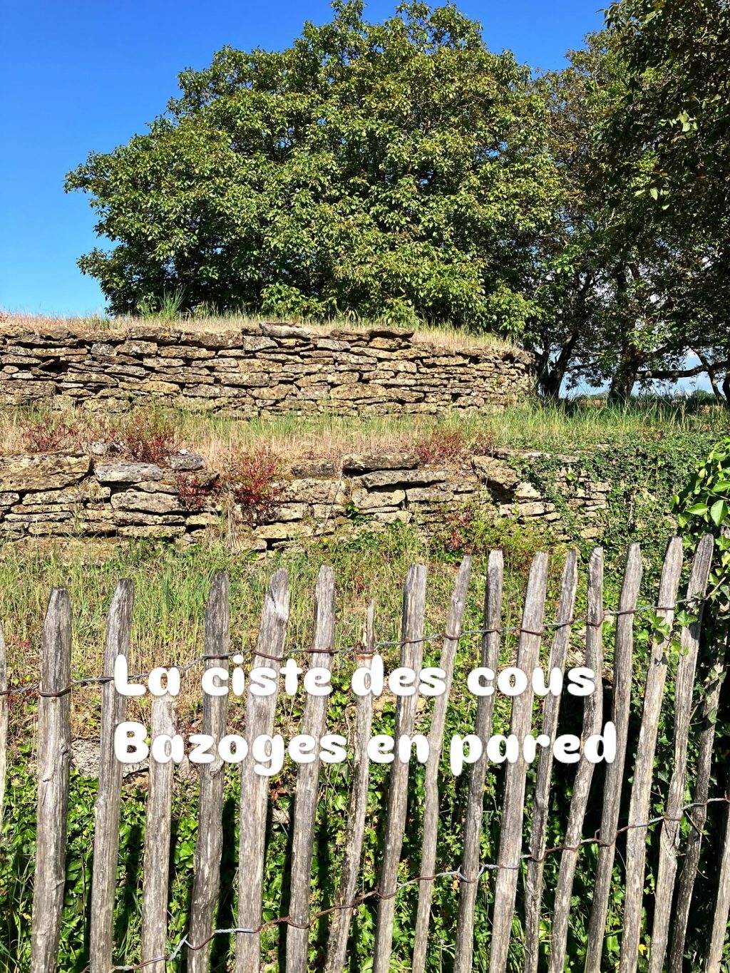 Le sud ombragé de saint Hilaire des Bois belle balade #LaCroixLiaud #VendeeTourisme #SudVendée#nature#randonnée