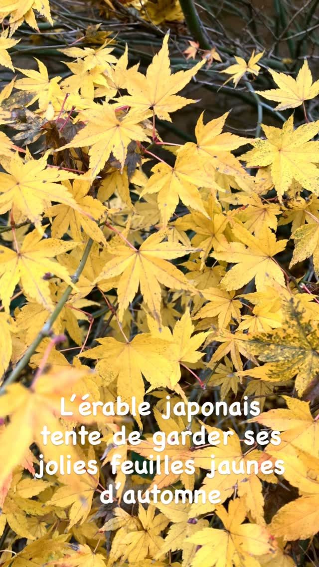 L’automne à La Croix Liaud perdure avec douceur #campagne #nature #vendeetourisme #gite