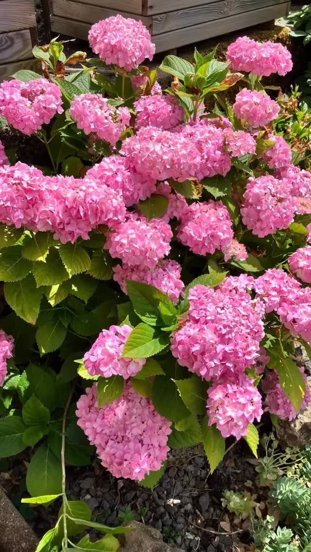 L’été sera ensoleillé et les floraisons de printemps dureront jusqu’à l’automne, les clématites et les hortensias sont déjà magnifiques à La Croix Liaud #LaCroixLiaud #VendeeTourisme #SudVendée #maraispoitevin#jardin