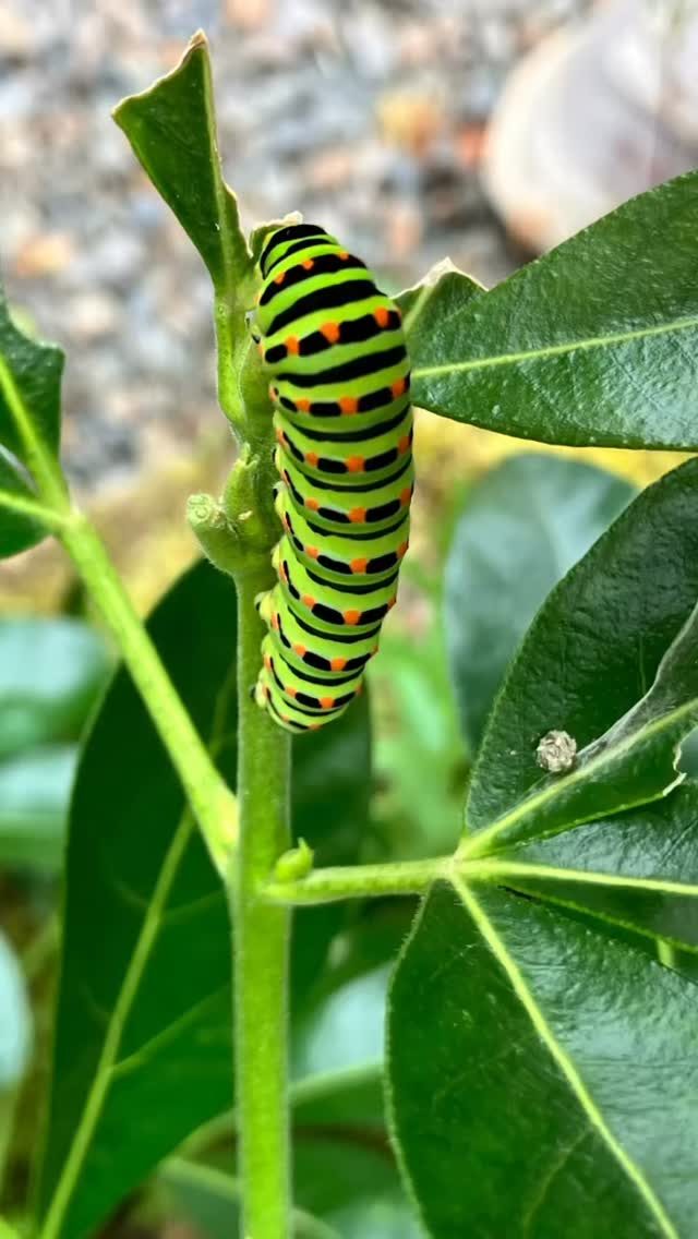 Une chenille Machaon s’est invitée sur notre oranger du Mexique #nature#LaCroixLiaud #VendeeTourisme #SudVendée