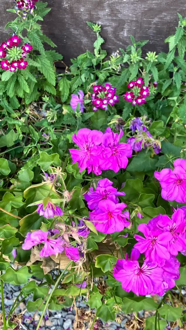 Été fleurs et fruits à La Croix Liaud #vendee #vouvant #gites #vendeetourisme #nature