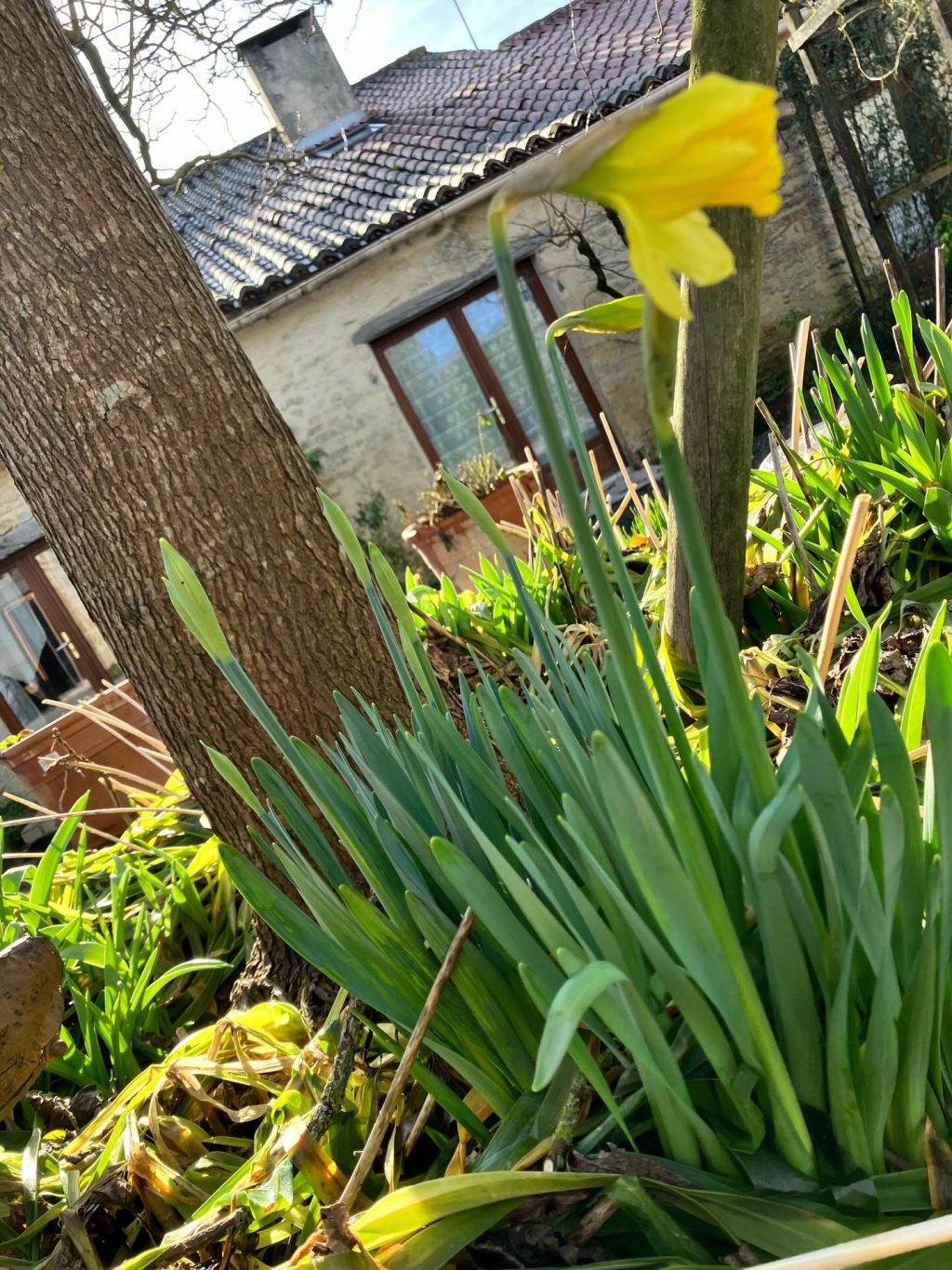 Incroyable nature prémices de printemps en plein hiver #nature#gites#dereglementclimatique