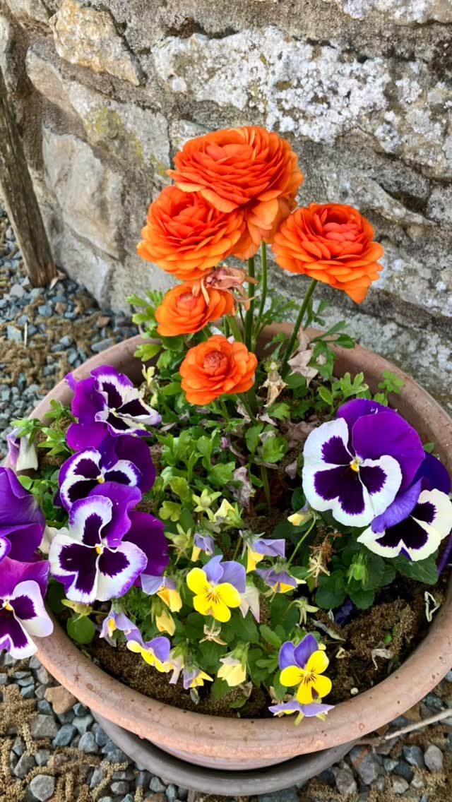 Le printemps fleuri les gîtes de La Croix Liaud #vendee #lacroixliaud #vouvant #nature #maraispoitevin