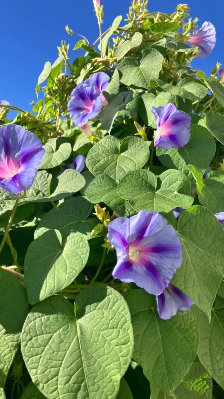 Au revoir l’été Bonjour l’automne avec toutes ces floraisons de fin de saison aux multiples couleurs