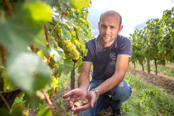 Rangs de vigne à Vix, dans l'AOC Fiefs Vendéens, en Sud Vendée
