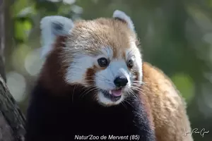 Vendée Marais Poitevin, Mervent, Natur'zoo de Mervent