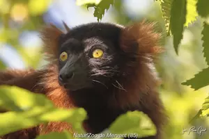 Vendée Marais Poitevin, Mervent, Natur'zoo de Mervent
