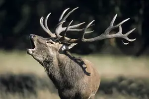 Brame du Cerf en Forêt de Mervent Brame du Cerf